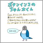 ボタンインコのちゅん太くん